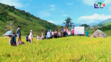 خطة جديدة لدعم إنتاج الأرز عبر نظام الزراعة المزدوجة في المناطق الجبلية